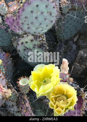 Violet Pricklypear (Opuntia gosseliniana) Plantae Stockfoto