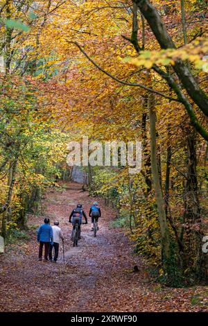 Gutes Wetter und helles Sonnenlicht hebt die Herbstfarben in den Blättern der Bäume auf Leckhampton Hill, Cheltenham. Stockfoto