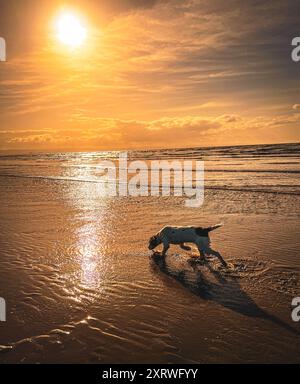 Hund am Strand im Sonnenuntergang Brean Sands UK Stockfoto