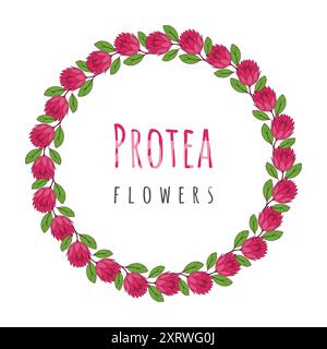 Runder Kranz aus Protea-Blüten auf weißem Hintergrund. Vektorabbildung Stock Vektor