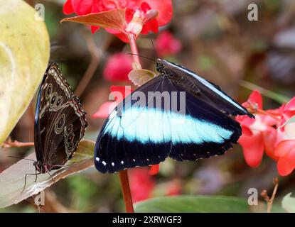Achillessehne Morpho, blauer Morpho, Morpho achilles, Schmetterlingsgarten, Mindo, Ecuador, Südamerika Stockfoto
