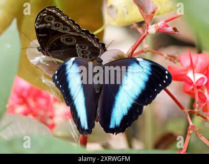 Achillessehne Morpho, blauer Morpho, Morpho achilles, Schmetterlingsgarten, Mindo, Ecuador, Südamerika Stockfoto