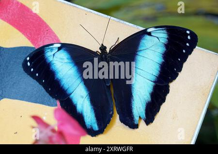 Achillessehne Morpho, blauer Morpho, Morpho achilles, Schmetterlingsgarten, Mindo, Ecuador, Südamerika Stockfoto