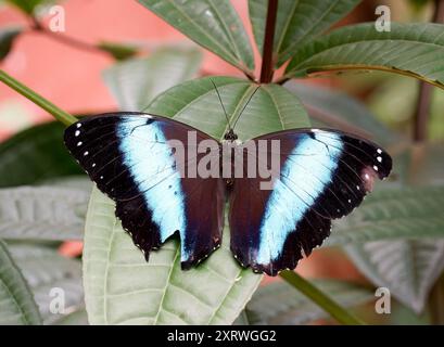 Achillessehne Morpho, blauer Morpho, Morpho achilles, Schmetterlingsgarten, Mindo, Ecuador, Südamerika Stockfoto