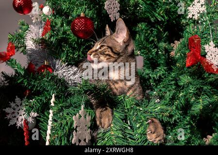 Die schelmische Katze, ein lustiges und entzückendes Tier, verursacht während der Weihnachtszeit Chaos auf der wunderschönen modernen Weihnachtsdekoration, einschließlich der festlichen Nadel Stockfoto