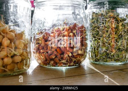 Gläser mit Keimlingen, einschließlich Kichererbsen und verschiedenen Bohnen. Stockfoto