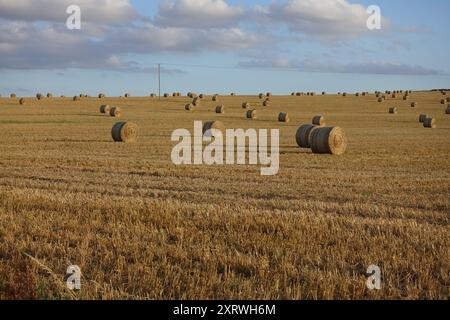 Runde Strohballen auf einem Hangfeld in Cambridgeshire kurz nach der Ernte im August Stockfoto