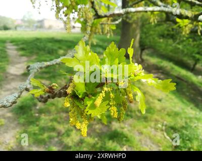 Englische Eiche (Quercus robur) Plantae Stockfoto
