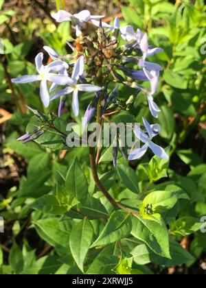 eastern bluestar (Amsonia tabernaemontana) Plantae Stockfoto