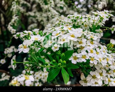 Ein Haufen weißer Blumen mit gelben Mittelpunkten. Die Blumen sind in voller Blüte und sehr hübsch Stockfoto