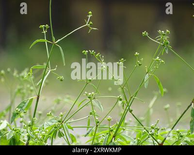 Grassleaf Spurge (Euphorbia graminea) Plantae Stockfoto