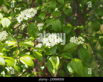 Blackhaw (Viburnum prunifolium) Plantae Stockfoto