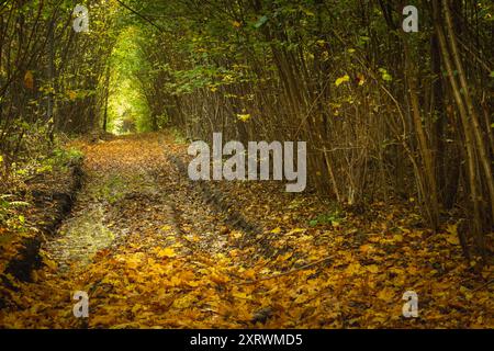 Gelbes Laub auf einer nassen Schotterstraße in einem dichten Wald, Herbsttag, Ostpolen Stockfoto