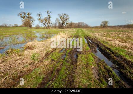 Landstraße und Wiese mit Bäumen nach Regen mit Pfützen, Ostpolen Stockfoto