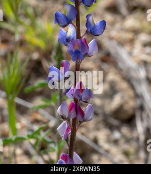 Coulter-Lupine (Lupinus sparsiflorus) Plantae Stockfoto