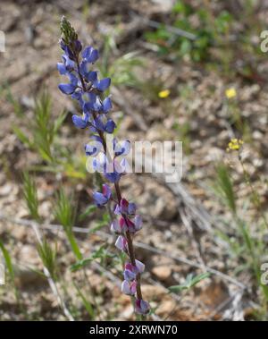 Coulter-Lupine (Lupinus sparsiflorus) Plantae Stockfoto