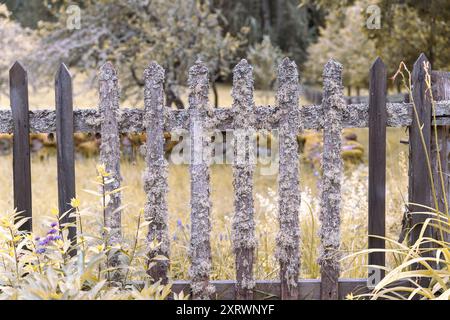 Ein rustikaler Holzzaun steht in einem grasbewachsenen Gebiet, umgeben von Natur. Stockfoto