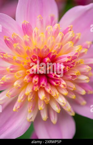 Dahlia 'Dalina Maxi Pink Starburst' Blume aus nächster Nähe. Stockfoto