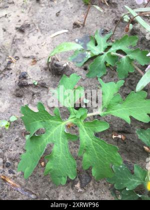 Cellandine Mohn (Stylophorum diphyllum) Plantae Stockfoto