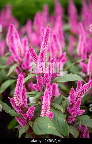 Celosia „Wild“ eine Topfpflanze mit hellrosa Blüten im Sommer. Stockfoto