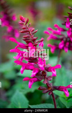 Salvia „Rockin Fuchsia“ eine ausdauernde Salvia mit leuchtenden magentarosa Blüten im Sommer. Stockfoto