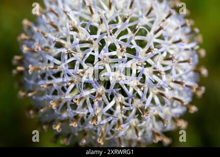 Nahaufnahme eines kugelförmigen Blumenkopfes einer Globe Thistle im Spätsommer. Stockfoto