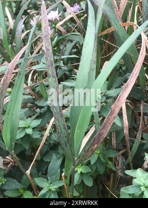 kanadische Blaugelenke (Calamagrostis canadensis) Plantae Stockfoto