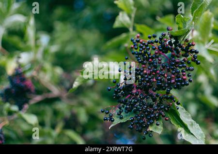 Eine Gruppe blauer Beeren auf einem Blatt. Die Beeren sind klein und gruppiert. Das Blatt ist grün und hat ein paar andere Blätter Stockfoto