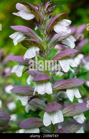 Acanthus Mollis Blütenstamm mit weißen Blüten auf dieser hohen mehrjährigen Gartenpflanze. Stockfoto