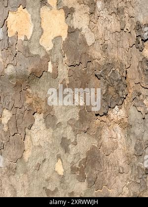 Die Rinde eines Baumes blättert ab und enthüllt das darunter liegende Holz. Die Struktur der Rinde ist rau und ungleichmäßig, wobei einige Stellen abgenutzt erscheinen Stockfoto