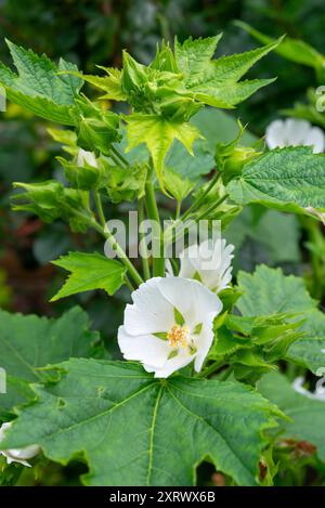 Kitaibelia Vitifolia oder russischer Hibiskus ist eine hohe Staude mit weißen malvenähnlichen Blüten im Sommer. Stockfoto