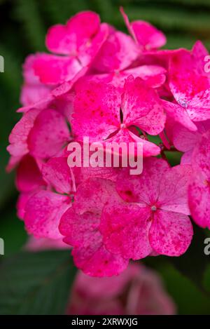 Eine Hortensie-Sorte mit dunkelrosa gesprenkelten Blumenköpfen und dunklen Stielen im Sommer. Stockfoto