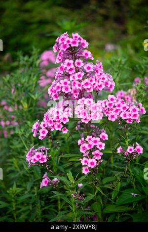 Phlox Paniculata 'Miss Pepper'. Eine harte Staude mit großen rosa Blüten im Spätsommer. Stockfoto