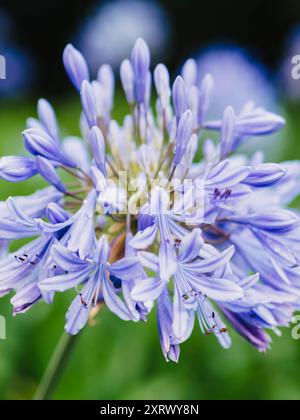 Nahaufnahme der zarten Details der Blumen des Agapanthus Blue Storm, die mit Morgentau bedeckt sind Stockfoto