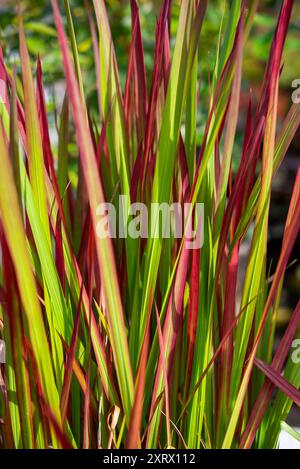 Imperata Cylindrica „Roter Baron“, ein Ziergras, das in Gärten angebaut wird Stockfoto