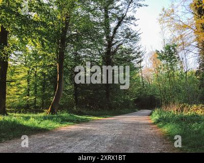 Eine unbefestigte Straße, die von Bäumen auf beiden Seiten flankiert wird und in den Wald führt. Perfekt, um die heitere Schönheit und das Geheimnis der Waldwege zu erfassen. Stockfoto