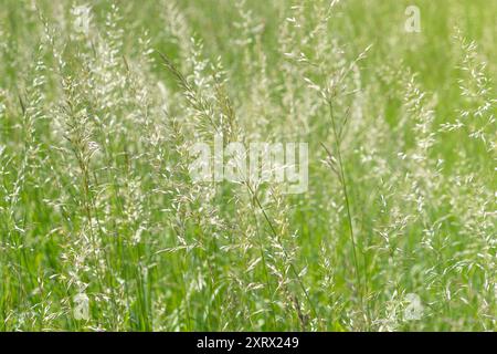 Gras auf der Wiese. Grashintergrund. Rrhenatherum elatius, falsches Hafergras, Knollenhafergras, hohes Hafergras, hoher Wiesenhafer, Zwiebelcouch, Knolle o Stockfoto