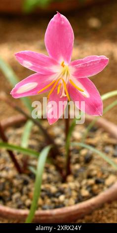 Nahaufnahme einer einzigen Blüte der Zephyr Lily. Stockfoto