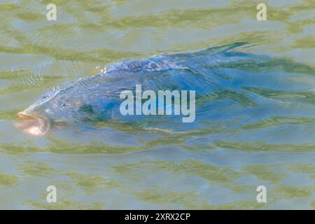 Der eurasische Karpfen oder europäischer Karpfen (Cyprinus carpio) in einem Teich. Der Karpfen. Stockfoto