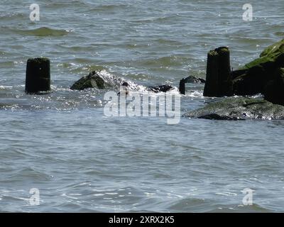 Atlantic Brant (Branta bernicla hrota) Aves Stockfoto