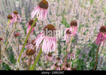 Wunderschöne Blumen von Echinacea pallida, dem blassvioletten Coneflower. Dekorative Blumen. Sommer Blume Hintergrund. Stockfoto