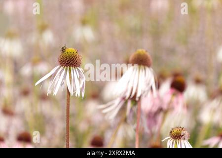 Wunderschöne Blumen von Echinacea pallida, dem blassvioletten Coneflower. Dekorative Blumen. Sommer Blume Hintergrund. Stockfoto