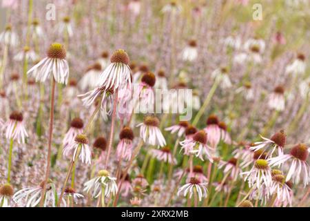 Wunderschöne Blumen von Echinacea pallida, dem blassvioletten Coneflower. Dekorative Blumen. Sommer Blume Hintergrund. Stockfoto