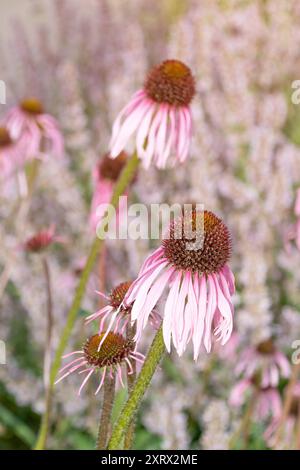 Wunderschöne Blumen von Echinacea pallida, dem blassvioletten Coneflower. Dekorative Blumen. Sommer Blume Hintergrund. Stockfoto