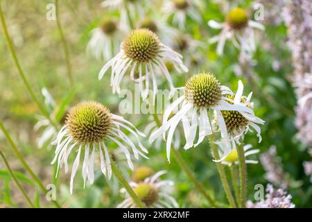 Wunderschöne Blumen von Echinacea pallida, dem blassvioletten Coneflower. Dekorative Blumen. Sommer Blume Hintergrund. Stockfoto
