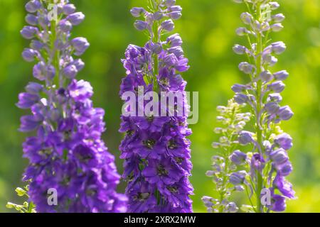 Schöne lila Blumen von Delphinium elatum, Nahaufnahme. alpendelphinium, Lavendel, Kerze larkspur. Stockfoto