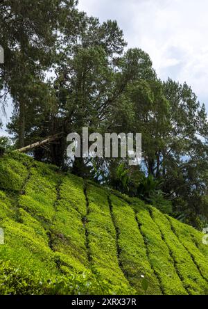 Teeplantagen Landschaft, Pahang, Cameron Highlands, Malaysia Stockfoto