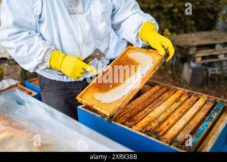 Imker zeigt auf den hängenden Holzrahmen mit Honigwaben gefüllt mit Honig Stockfoto