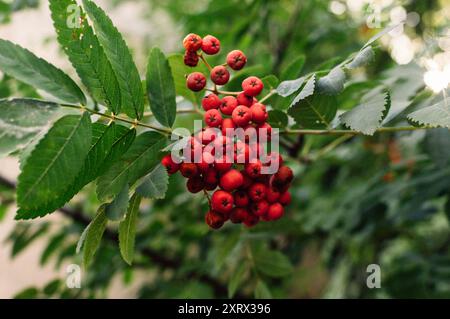 Eine Gruppe roter Beeren auf einem Baumzweig. Die Beeren sind klein und rund, und sie sind zusammengebündelt. Der Baum ist grün und üppig, und der berri Stockfoto