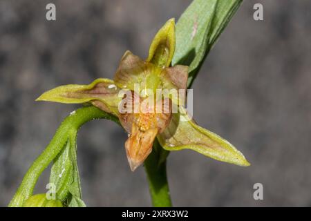 Stream Orchidee (Epipactis gigantea) Plantae Stockfoto